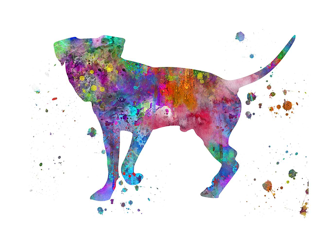 American Pit Bull Terrier