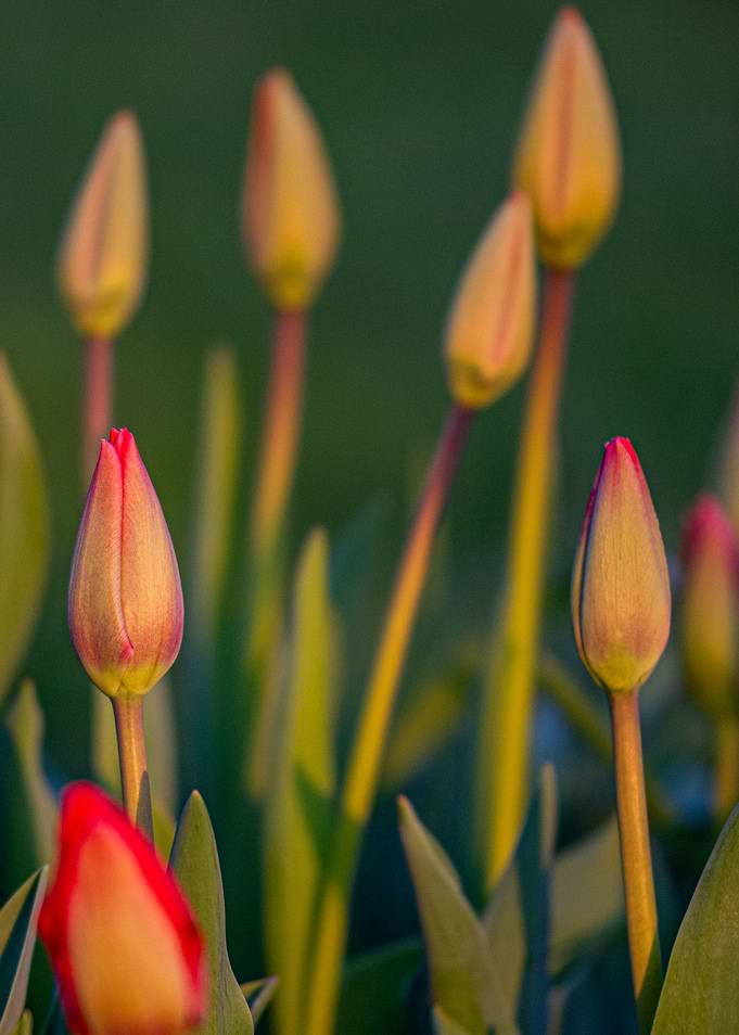 Tulips