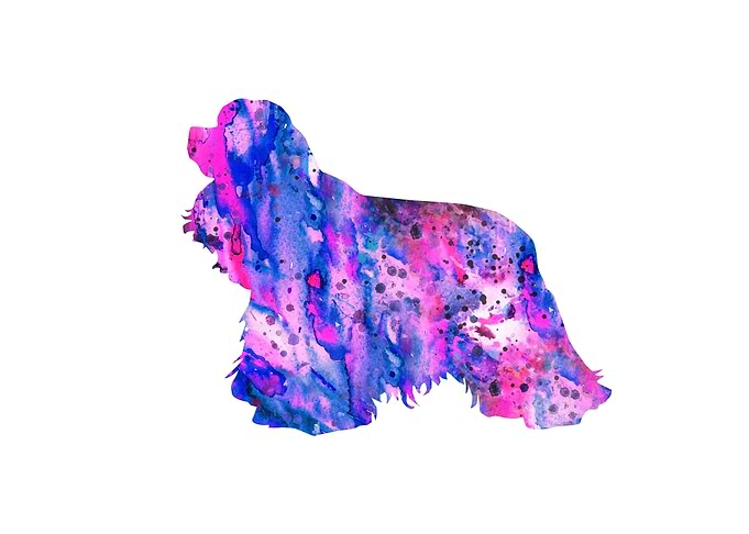 Cocker Spaniel