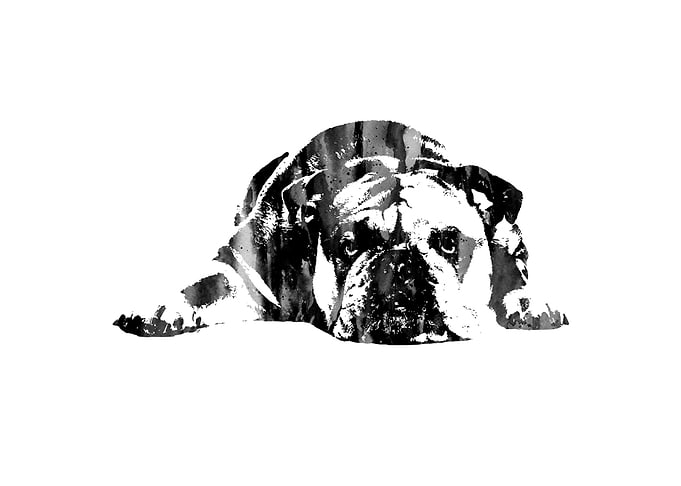 English Bulldog