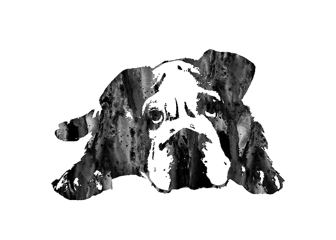 English Bulldog