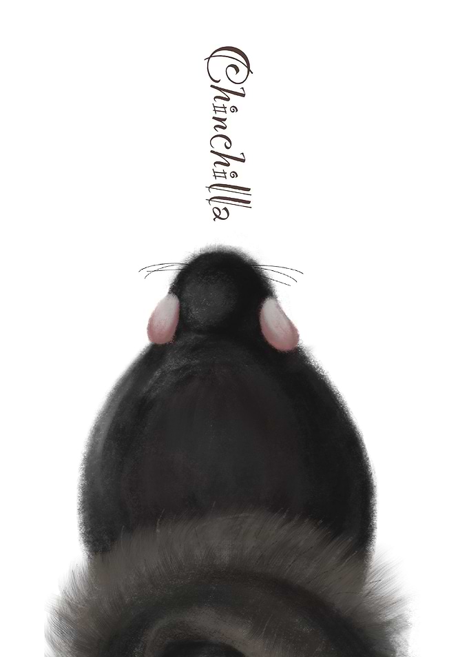 Chinchilla back