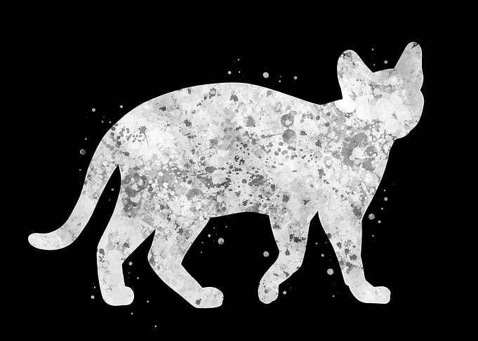 Cat animal