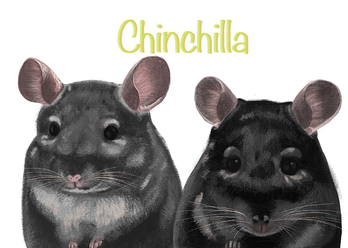 Chinchilla