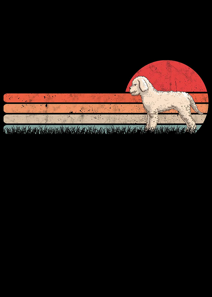 Lagotto Romagnolo Vintage