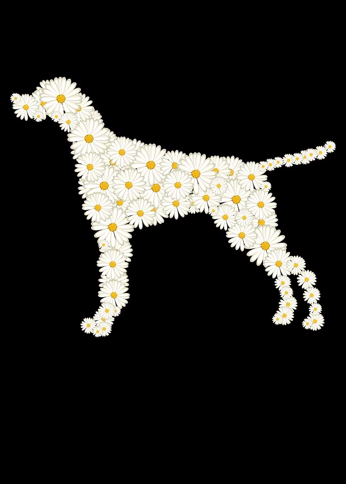 German Shorthair Pointer