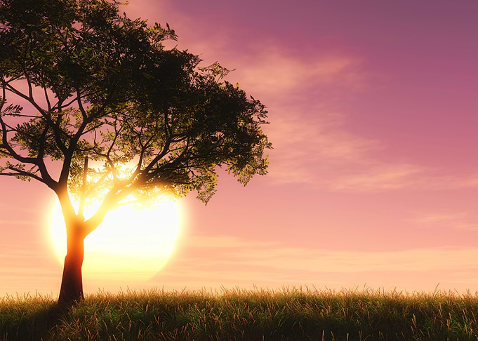 Scenic Sun