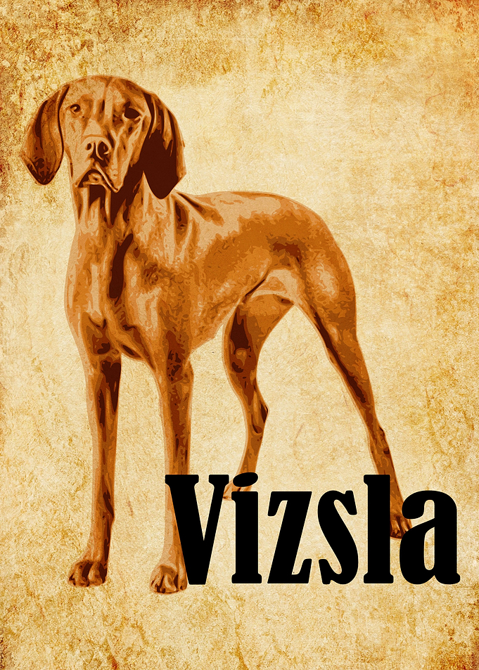Vintage Vizsla
