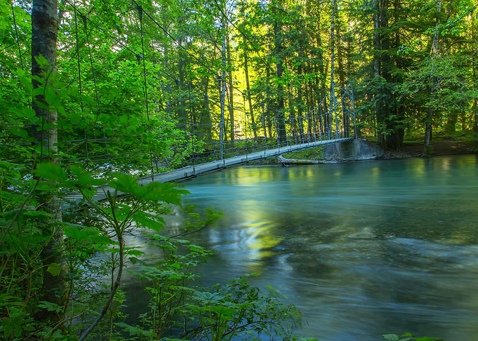 Forest