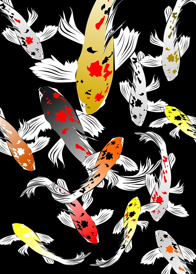 Koi Fishes japanese Fish