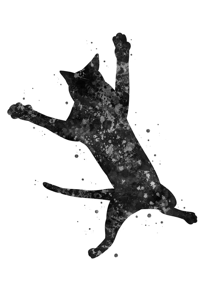Cat black and white