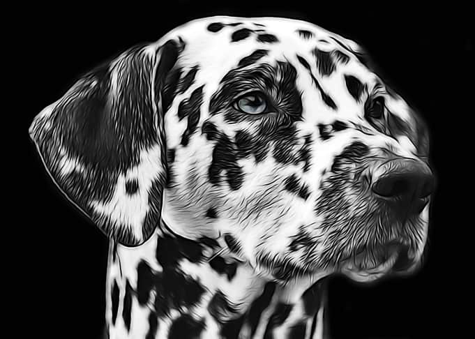 Dalmatian