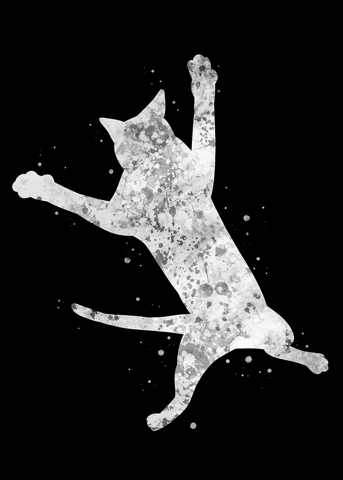 Cat jump funny