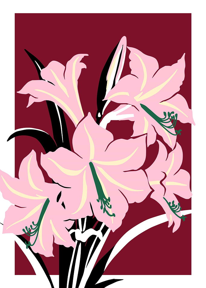 Bold Flower Amaryllis