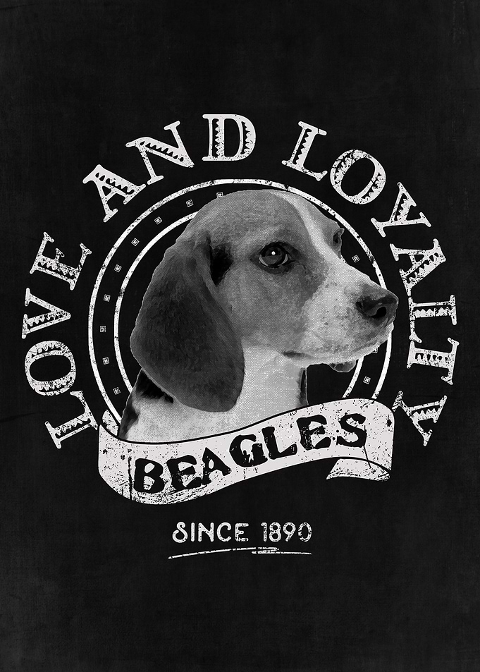 Beagle Puppy