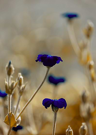 Blue flowers, impression