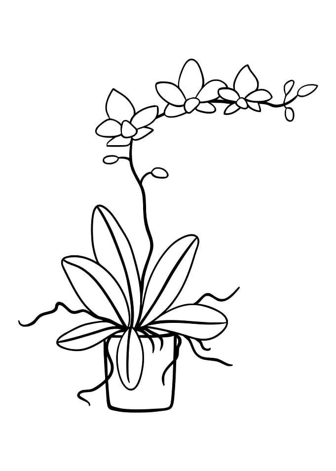 Potted Plant 24