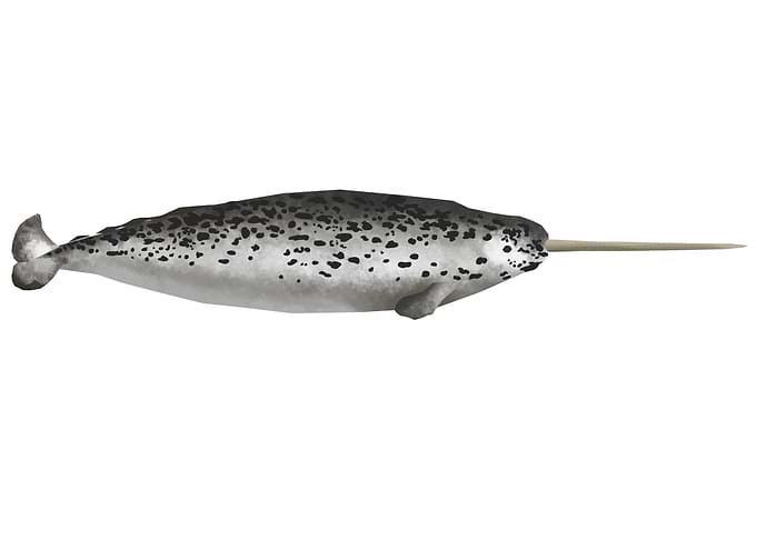Nar whale