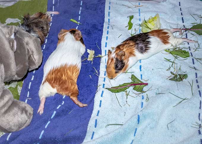 Guinea pigs relaxing