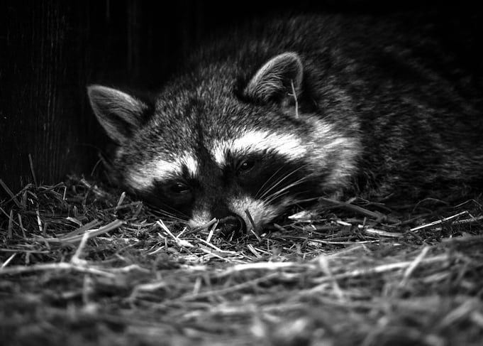 Raccoon sleeping