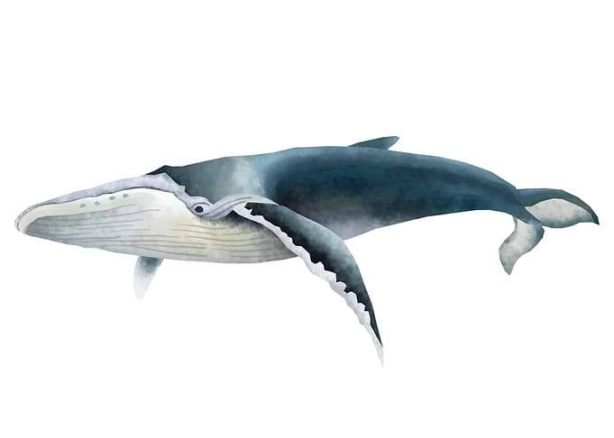 Humpback whale