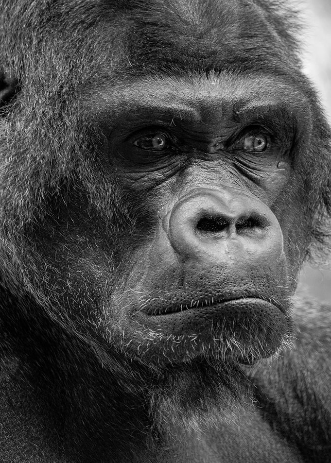 Gorilla Black White