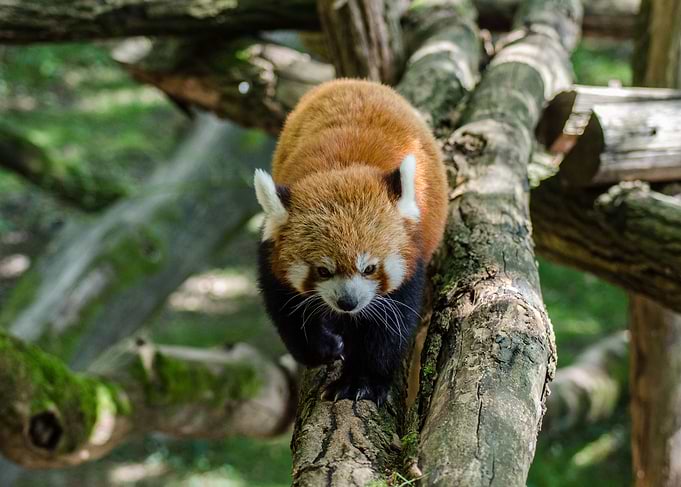Red Panda