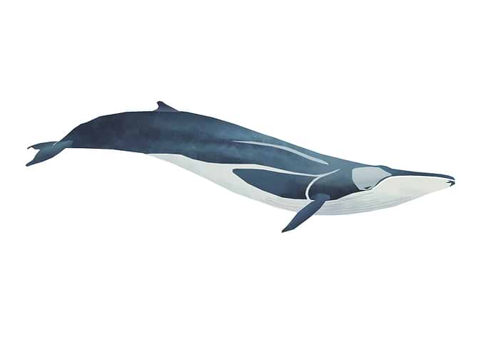 Common Minke Whale