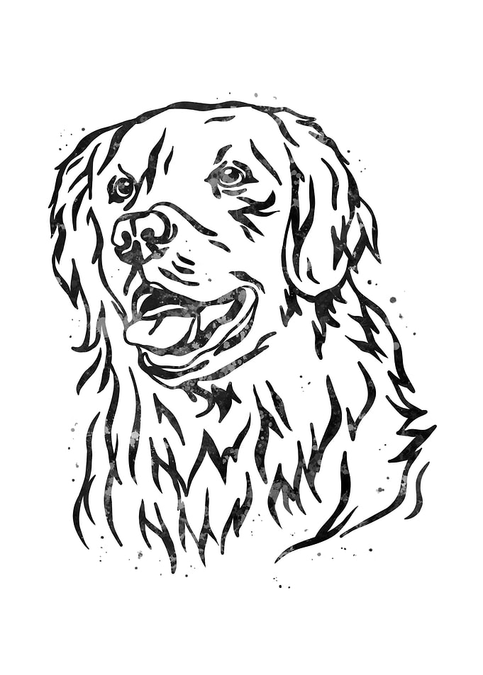 Golden Retriever dog