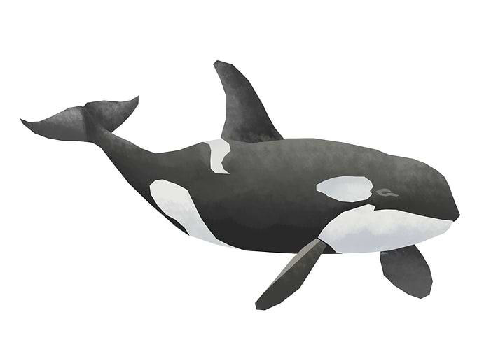 Orca whale
