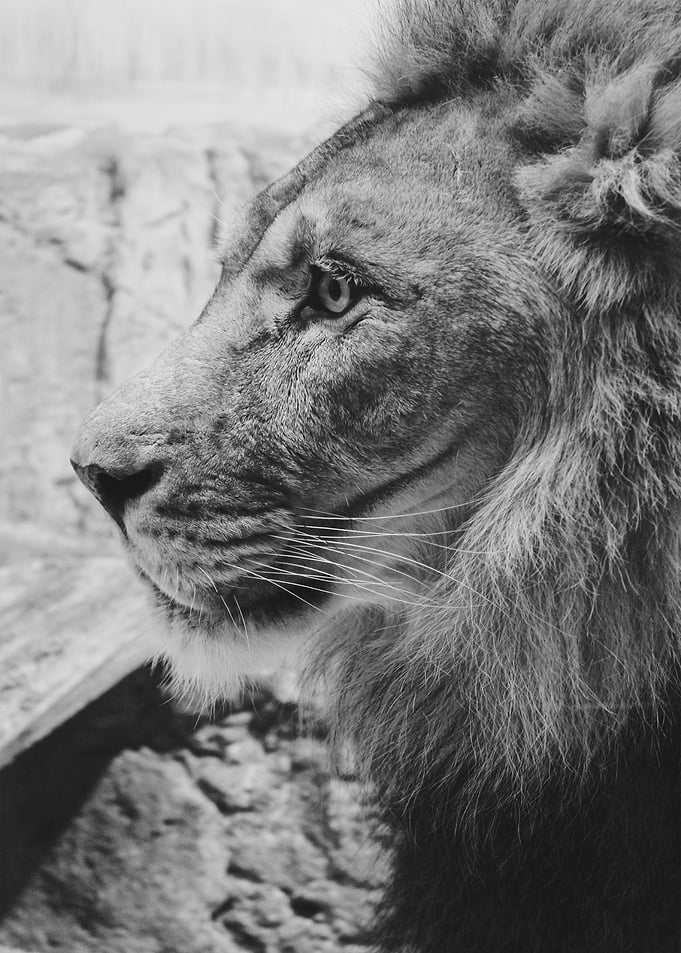 Lion Black White