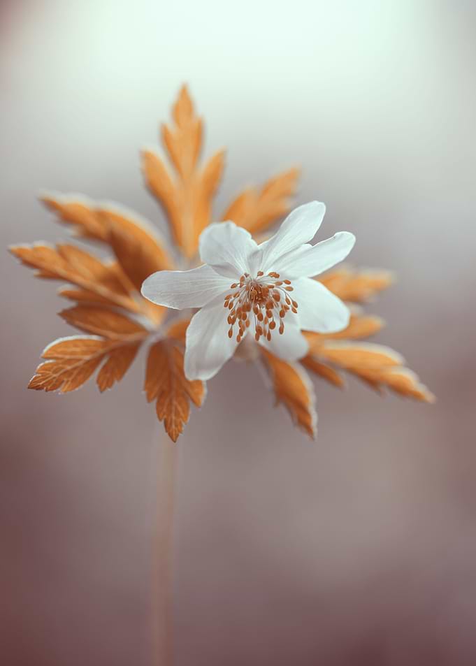 Anemone,white macro flower