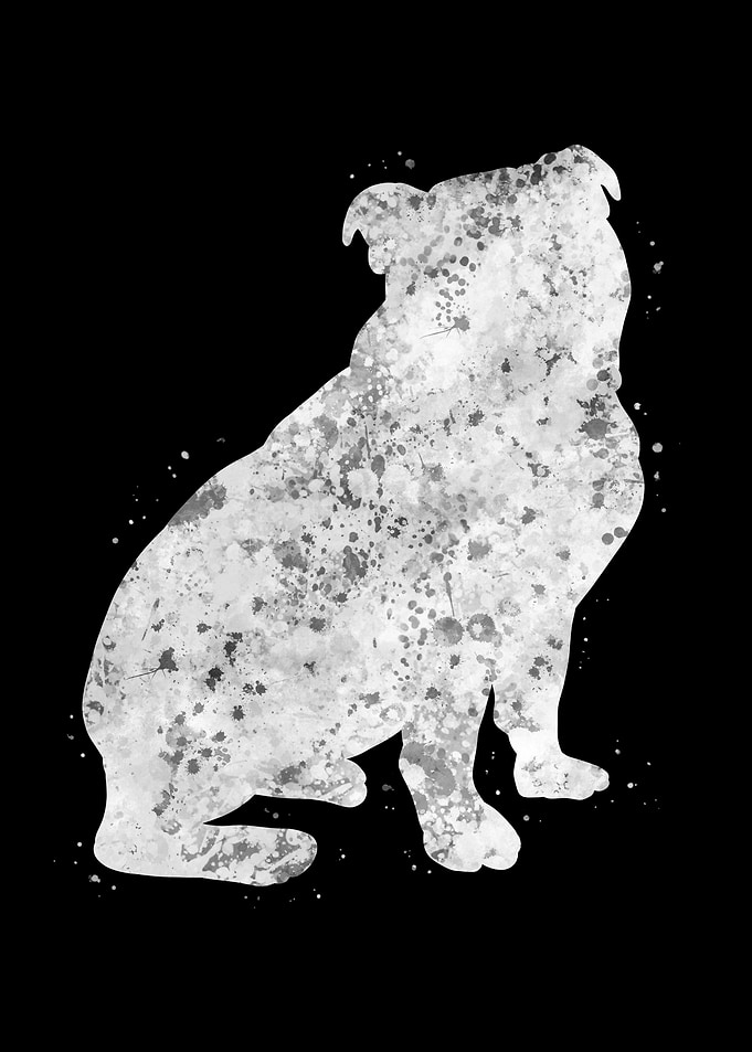 English Bulldog Puppy
