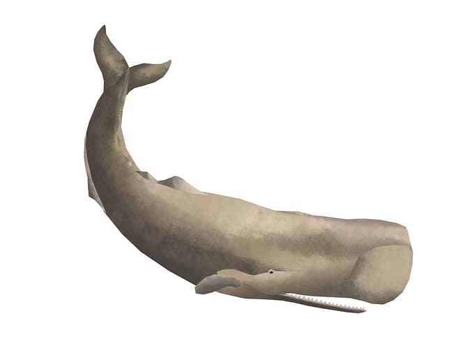 Sperm whale