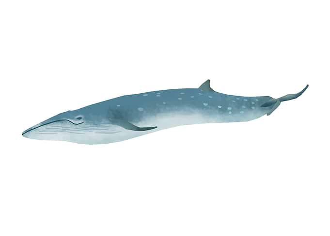 Sei Whale