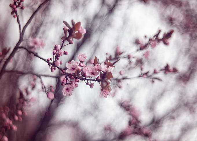 Pink flower cherry macro