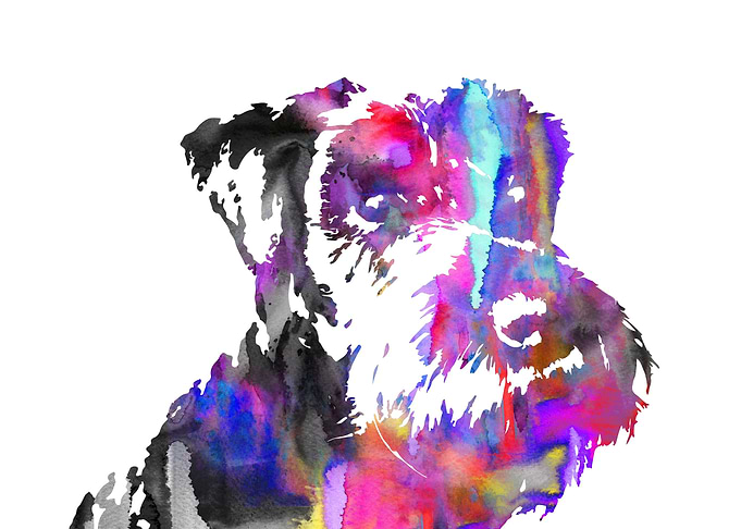 Miniature schnauzer