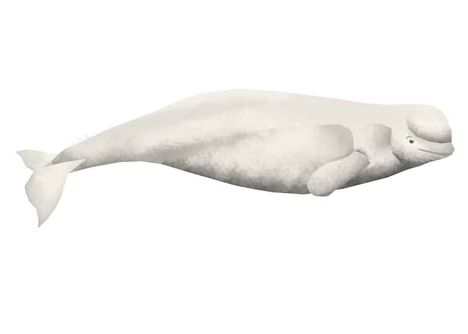 Beluga