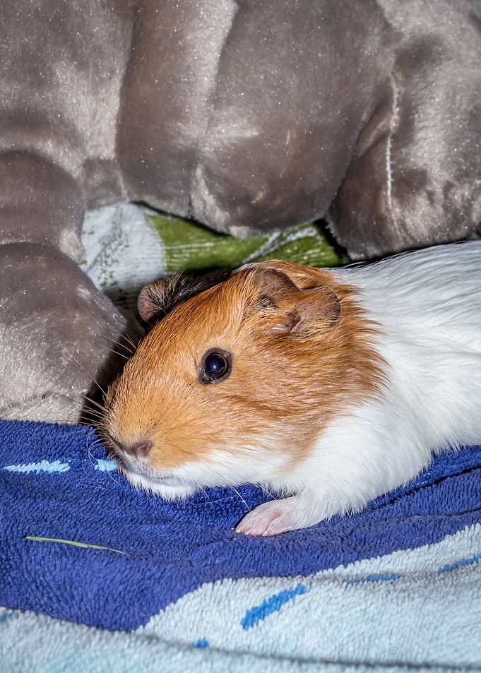 Guinea pigs relaxing
