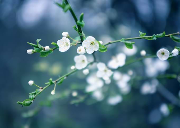 Spring white flower macro