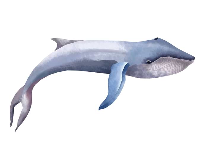 Blue whale