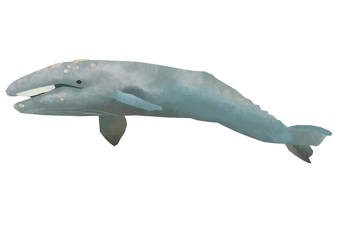 Gray whale