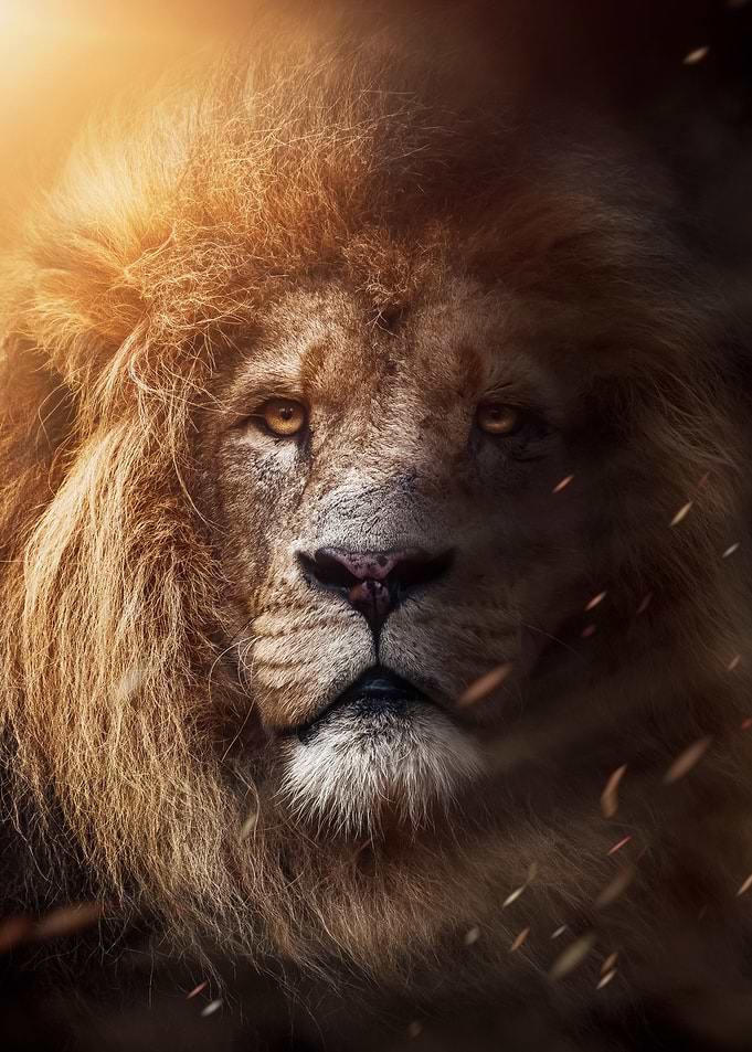 African lion king head