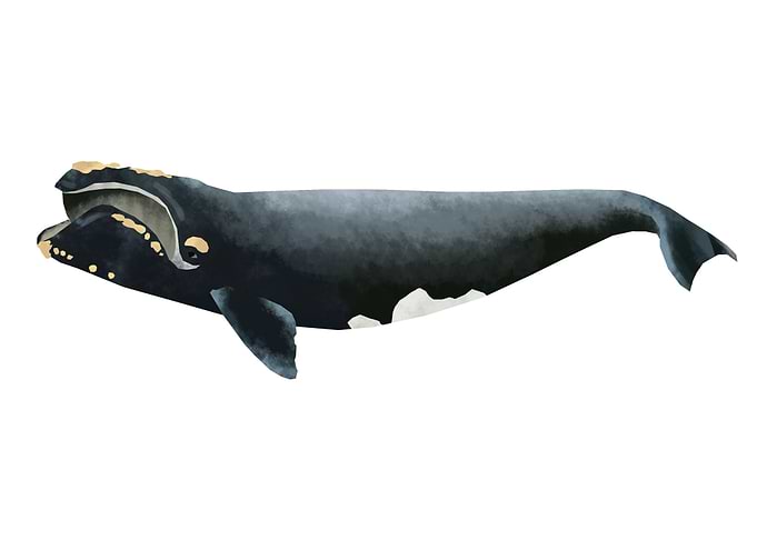 Bowhead whale
