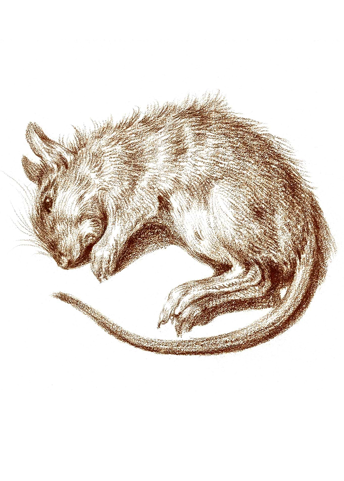 Rat