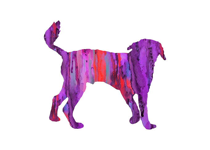 Weimaraner