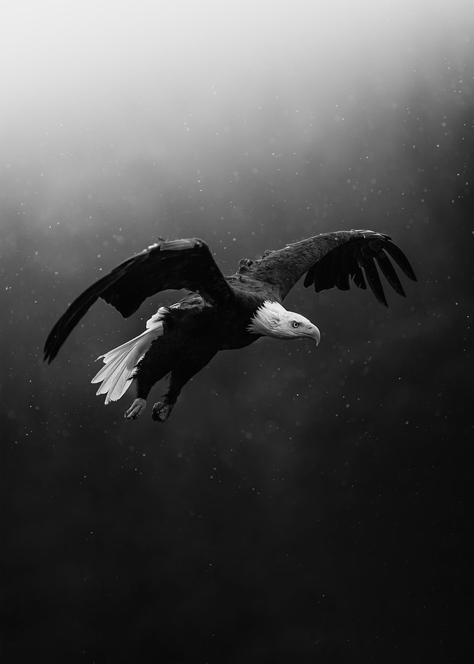 Black White Eagle
