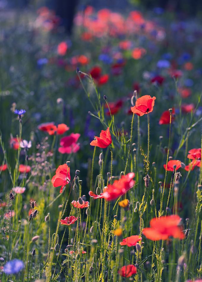 Red field poppies in glade