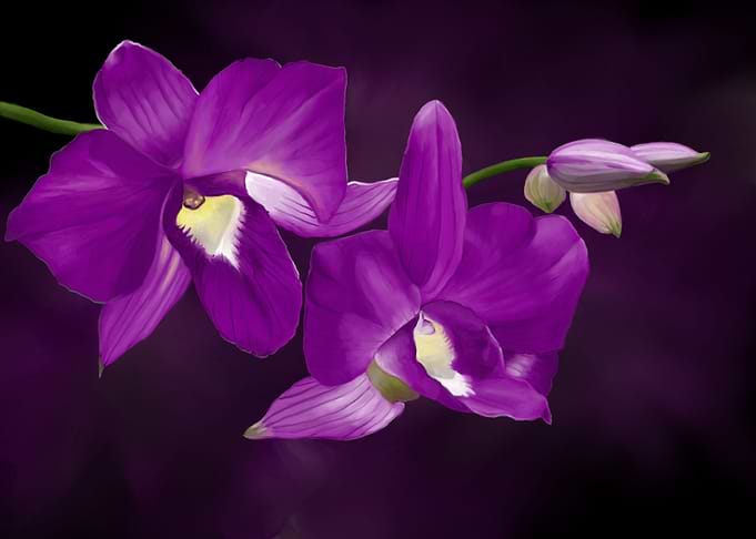 Orchids