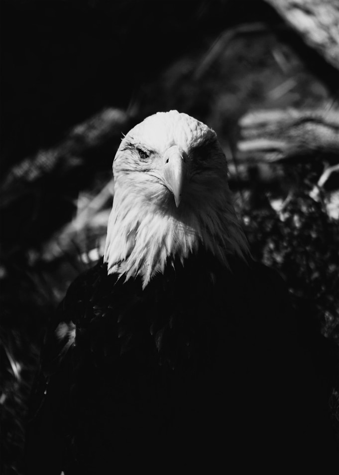 Black White Eagle
